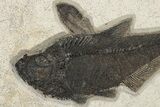 Fossil Fish (Diplomystus) - Top Quality Specimen #222873-3